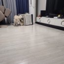 스피드덴탈 이미지