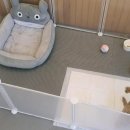 애니멀즈 강아지분양 고양이분양 천안점 이미지