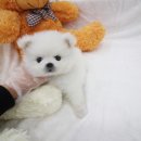 도그웨이 청주점 이미지