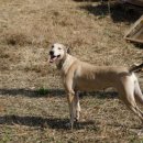 석 농장 이미지