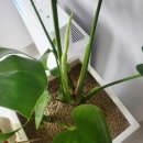 장일농장 이미지