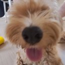 (공연) 정트리오 | 카츠시카트리오를 만나기까지..