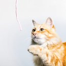 엔케어동물의료센터 이미지