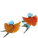 스카이 소프트 이미지