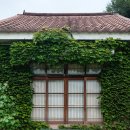 봉평생활체육공원(본부석) | 평창효석문화제 : 효석달빛언덕 + 이효석문학관 + 봉평 메밀꽃밭