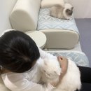 냥이 주택 | 무릎냥 있는 서울고양이카페 냥이주택 서울대입구 신림역 실내데이트