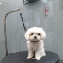 강남애니펫샵