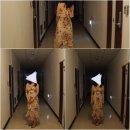 씨유황금나비점 | 비치원피스 :: 메이비치 원피스 후기