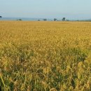 대풍농장 이미지