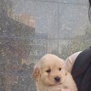 아이러브 애견 이미지