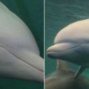 돌고래약품 이미지