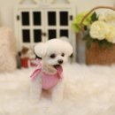 황제 펫 이미지