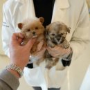 강아지분양 퍼피베이비 이미지