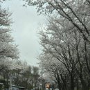 드라이브 | 양수리 벚꽃 드라이브 후기 1탄 | 비 온 뒤 더 예뻤던 25km 벚꽃길 (지금 가기 좋은 타이밍)