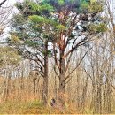 2019년 12월 1일 일요일 백두대간 49 회차 고루포기산, 능경봉 (닭목령 ~ 대관령) 이미지