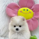 특수견114 | 안산강아지무료분양 말티숑 특수견종도 완벽하게