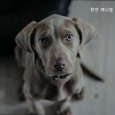 경기동물메디컬센터 이미지