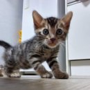 부산뱅갈하우스 이미지