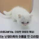 먼치킨샵