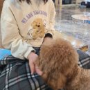 헤이독 | 대전 은행동 아이랑 가볼만한곳 애견카페 헤이독 방문 후기