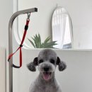 올펫살롱 이미지