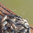 농촌지 낚시터 이미지