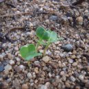 개울건너 이미지