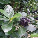 안정농장 이미지