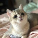 브리돌스