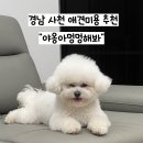 야옹아멍멍해봐 | [경남 사천] 사천 비숑 강아지미용 추천 야옹아멍멍해봐살롱
