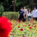 장미의거리4 이미지