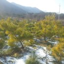 황금소나무농원 이미지