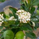 수림꽃농원 이미지