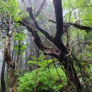 곶자왈거문오름 이미지