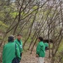 다래실천 | [산나물]간해독에 좋은 다래순나물 다래순 채취시기 다래순요리