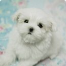 그리시아 화이트 매직 이미지