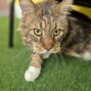 댕냥테라피 이미지