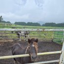 말방 | 제주도 무료로 말을 가까이서 볼 수 있는 곳 말방목공원 후기 장단점