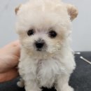 개린이집 강아지분양 고양이분양 전주본점 | 전주강아지분양샵 개린이집 강아지분양 고양이분양 전주본점 찐만족 후기