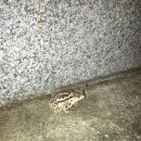 두꺼비 PC방 이미지