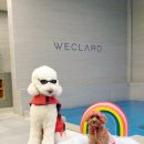 더스마일 독채 풀빌라1 | 경주여행 대형견동반 숙소 독채 풀빌라 위클라드 애견펜션 후기