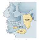 타석증 , 원인, 침샘 타석증 예방 방법 이미지