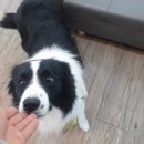 스터디독스쿨 이미지