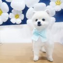 우주펫애견미용 이미지