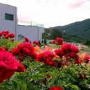 엘리의 정원 이미지