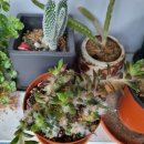 꽃피는집 이미지