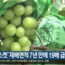 샤인클