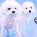 퍼피스프링 강서점 이미지