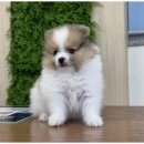 도그마루 이미지