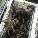 소망주꾸미 이미지